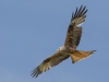 Red Kite - Wales