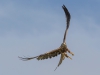 Red Kite - Wales