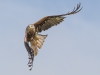 Red Kite - Wales