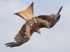 Red Kite - Wales