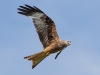 Red Kite - Wales