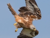 Red Kite - Wales