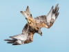 Red Kite - Wales