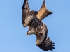 Red Kite - Wales