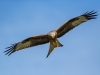 Red Kite - Wales