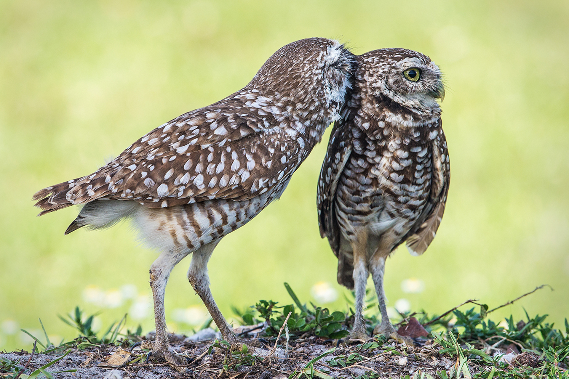 Burrowing Owls Florida