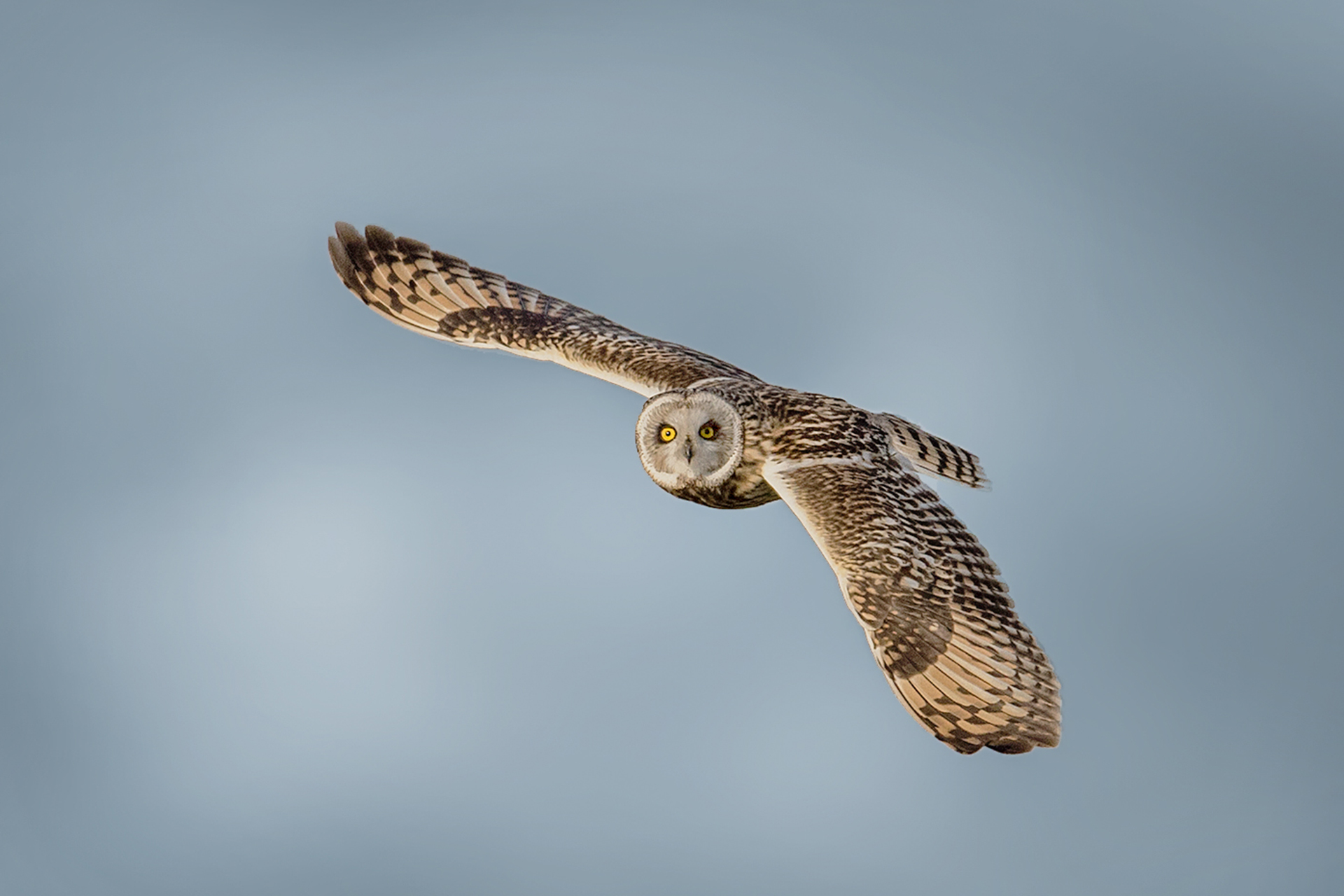 Short Eared Owl, Rainham Marshes