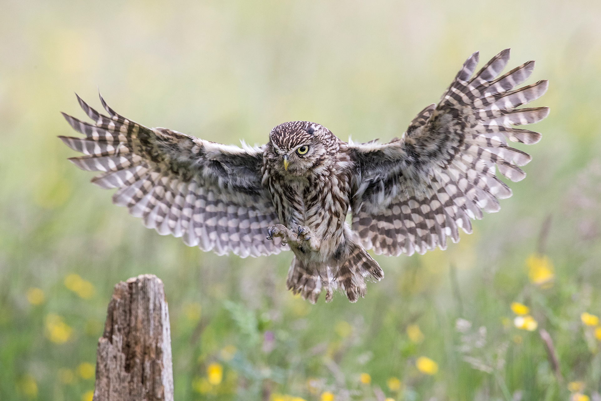 Little Owl Landing, Yorkshire