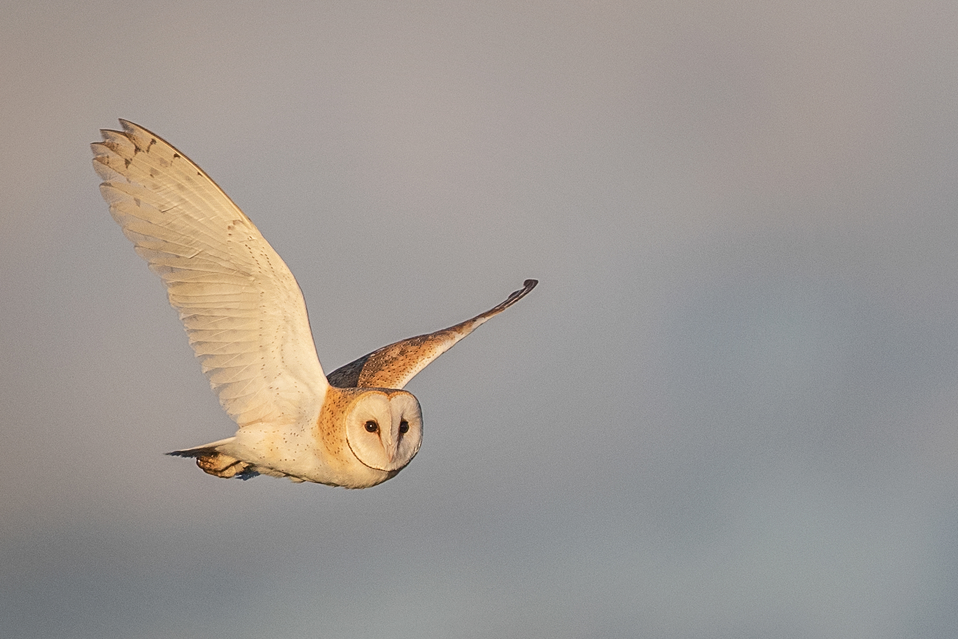 Barn Owl, Norfolk