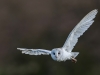 Barn Owl in flight Norfolk