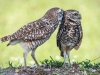 Burrowing Owls Florida