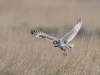 Short Eared Owl, Wirral