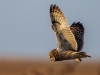 Short Eared Owl, Wirral