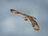 Short Eared Owl, Rainham Marshes