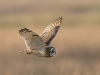Short Eared Owl, Wirral