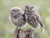 Little Owl and Owlet, Yorkshire