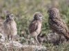 Burrowing Owls Florida