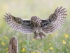 Little Owl Landing, Yorkshire