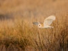 Barn Owl, Norfolk