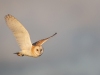 Barn Owl, Norfolk