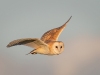 Barn Owl, Norfolk