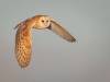 Barn Owl, Norfolk