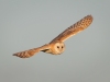 Barn Owl, Norfolk