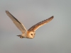 Barn Owl, Norfolk