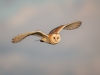 Barn Owl, Norfolk