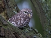 Little Owl, Staffordshire