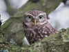 Little Owl, Staffordshire