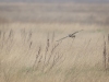 Short Eared Owl, Wirral