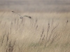 Short Eared Owl, Wirral