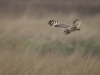 Short Eared Owl, Wirral