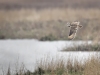 Short Eared Owl, Wirral