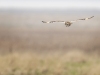 Short Eared Owl, Wirral