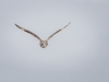 Short Eared Owl, Wirral