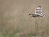 Short Eared Owl, Wirral