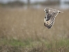 Short Eared Owl, Wirral