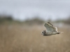 Short Eared Owl, Wirral