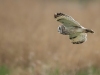 Short Eared Owl, Wirral