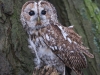 Tawny Owl, Staffordshire