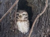 Spotted Owl, India