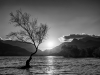 Lone Tree, Lake Padarn