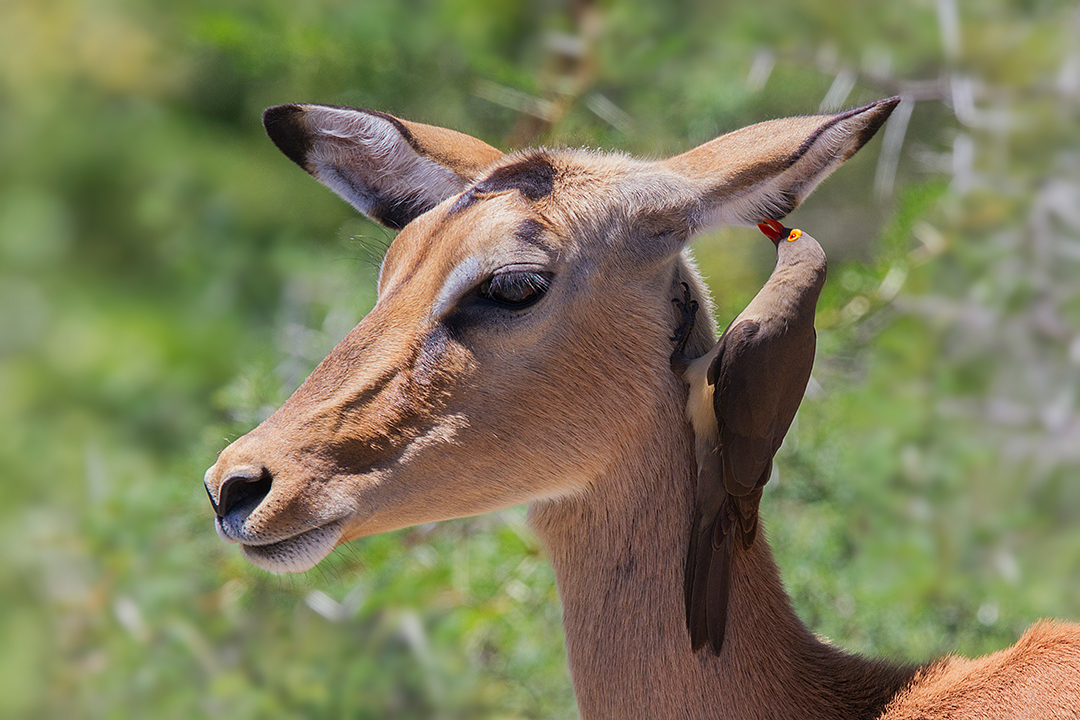 Red Billed Oxpecker and Impala