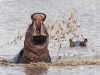 Hippopotamus