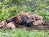 Lion and Buffalo