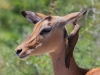 Red Billed Oxpecker and Impala