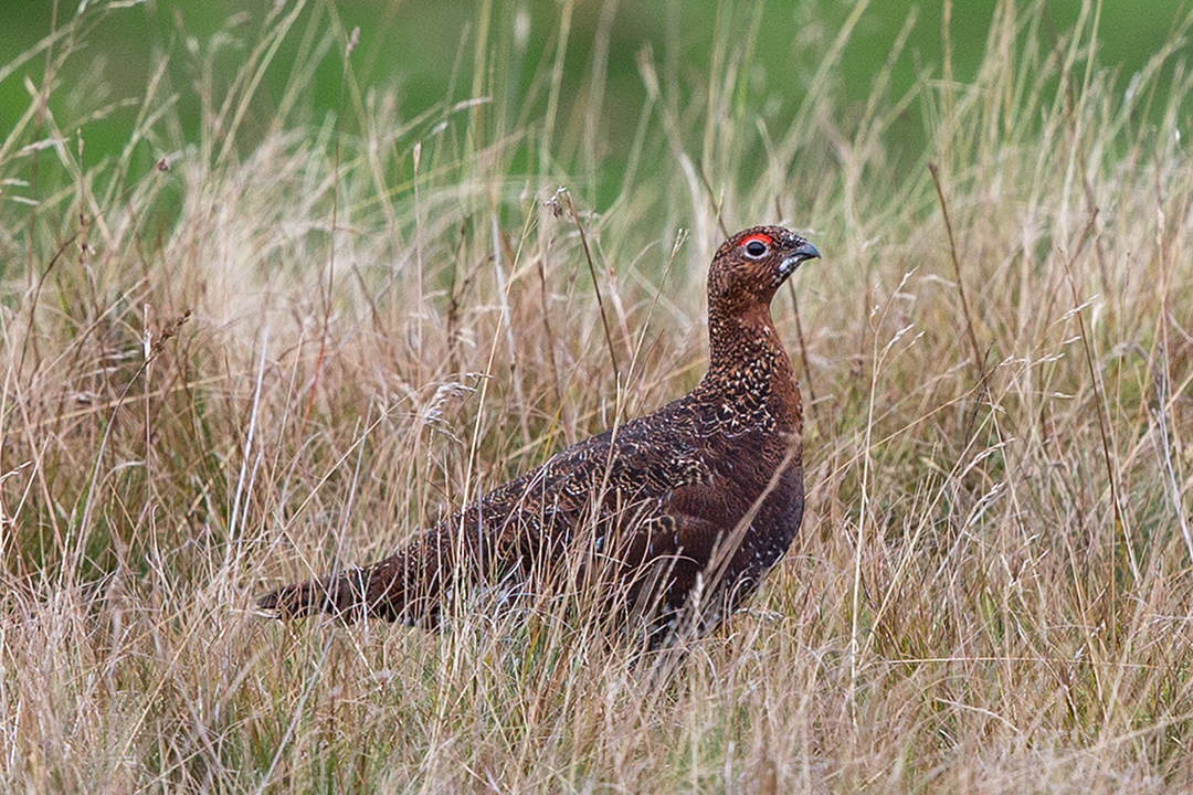 Red Grouse - Yorkshire