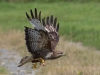 Common Buzzard - Wales